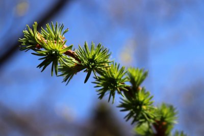 Larix kaempferi 'Gray Pearl' - modřín japonský - jehličí jaro